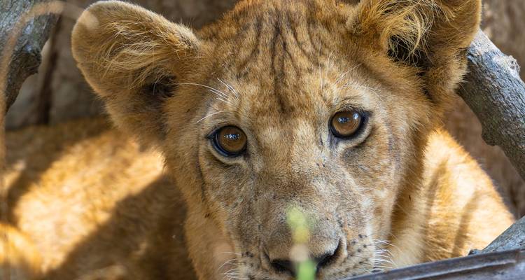 Nahaufnahme eines Löwenjungen mit konzentriertem Blick.