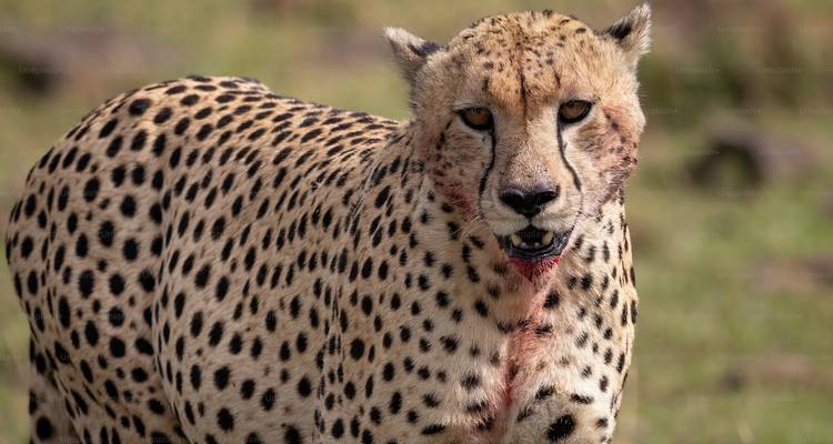 Gepard, der direkt in die Kamera blickt.