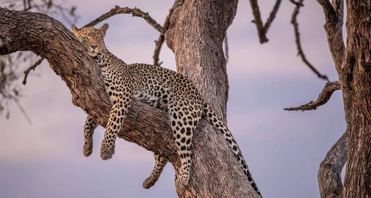Leopard ruht in einem Baum mit entspannter Haltung.