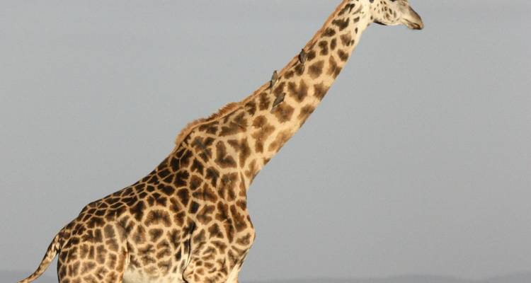 Giraffe läuft auf einer Ebene.