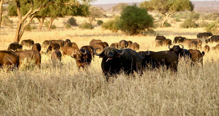 Büffelherde in einer Savannenlandschaft.