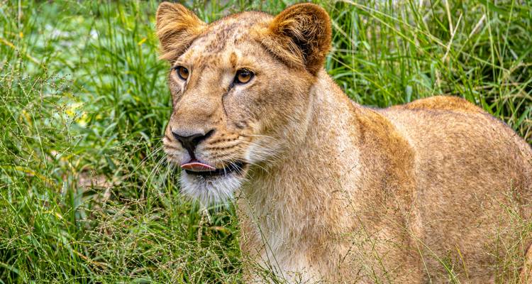 Nahaufnahme eines Löwen in einem grasbewachsenen Bereich.