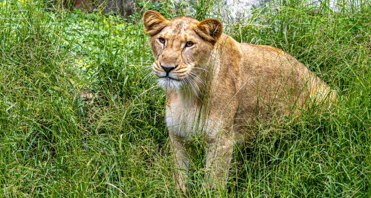 Löwe steht im hohen Gras.