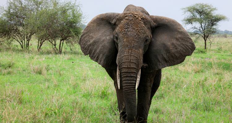 Elefant steht im Gras und blickt nach vorne.