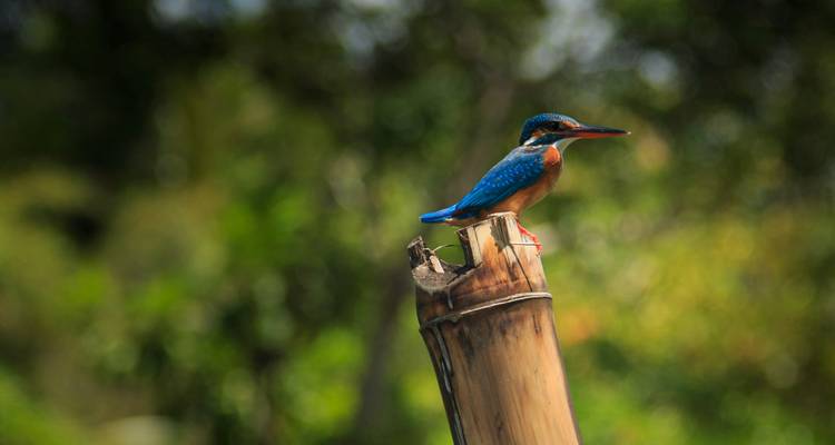 Martín pescador bleu vif perché sur une tige de bambou cassée sur un fond vert flou.