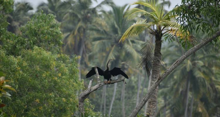Le cormoran étend ses ailes sur une branche d'arbre au milieu d'une forêt de palmiers dense.