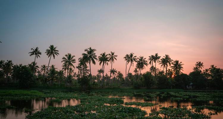 Coucher de soleil aux teintes pastel douces sur des eaux calmes parsemées de plantes aquatiques et bordées de palmiers.