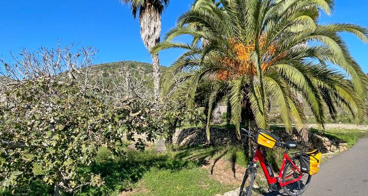 Una bicicleta de turismo roja se apoya debajo de una palmera alta junto a matorrales mediterráneos bajo un cielo azul despejado.