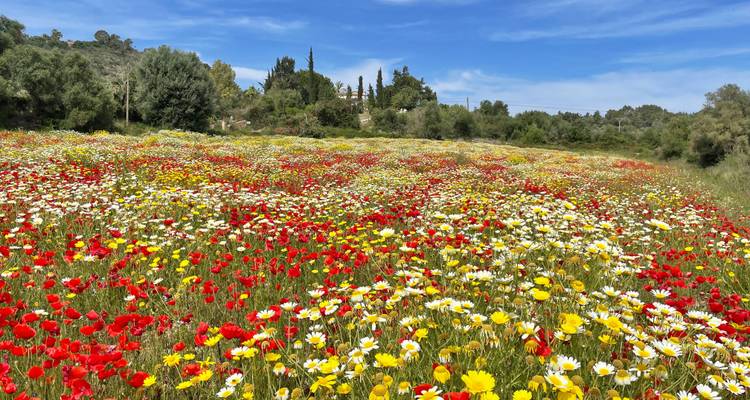 Una vasta pradera rebosa de flores silvestres rojas, amarillas y blancas bajo un cielo azul.