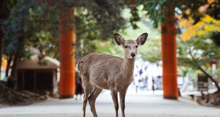 Ciervo parado en un sendero con puertas torii naranjas en el fondo.
