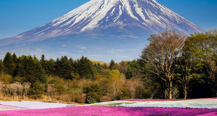 Mount Fuji with pink flower fields and clear skies.
