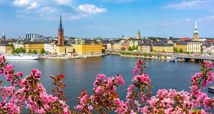 Vue panoramique de la Vieille Ville de Stockholm à travers une eau étincelante encadrée par des fleurs roses en fleur