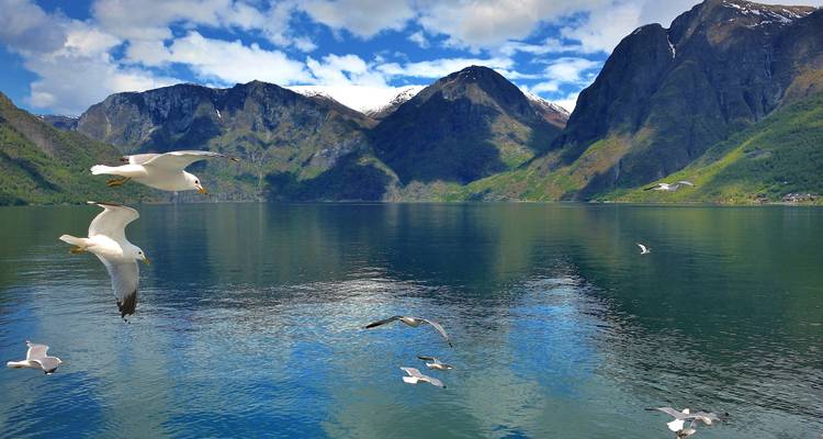 Paysage serein de fjord avec des oiseaux au-dessus de l'eau.