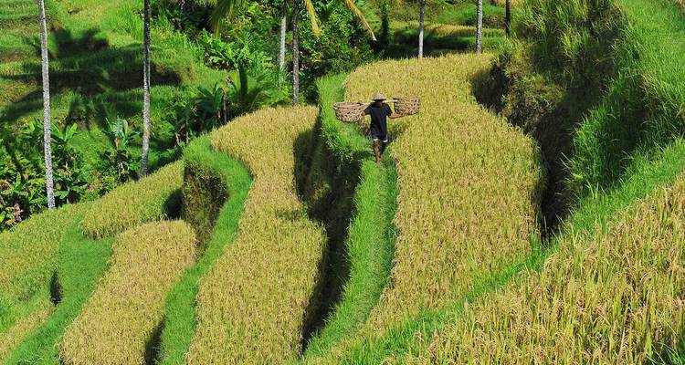 Persona caminando por campos de arroz en terrazas.
