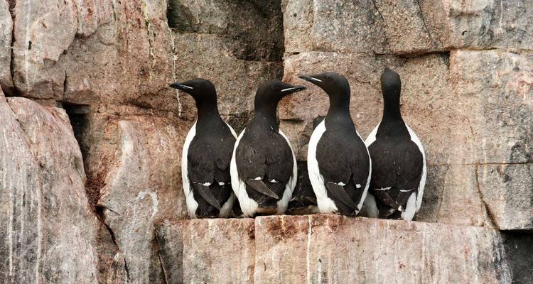 Grupo de aves marinas en acantilados rocosos.
