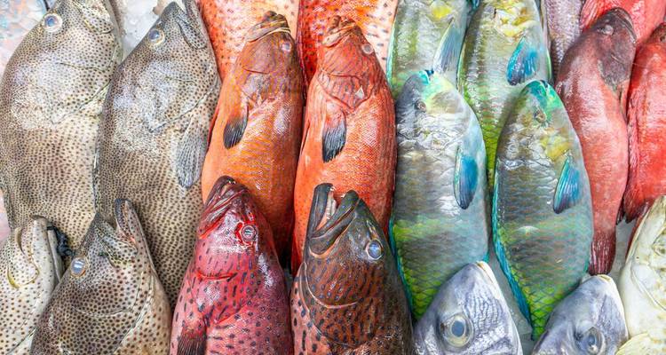 Variety of colorful fish displayed in a market setting.