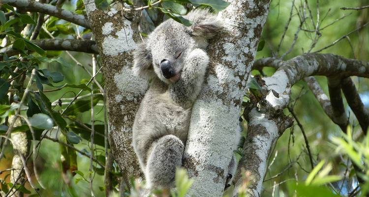 Koala dormant sur un arbre dans un environnement forestier.