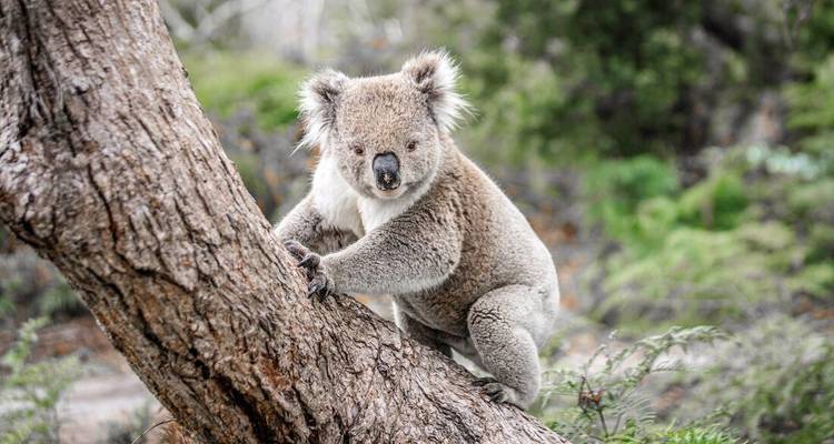 Koala climbing a tree in a natural setting.