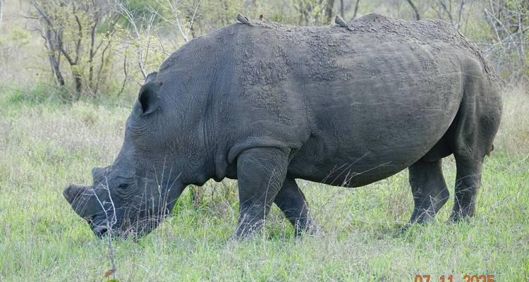 Rhinocéros broutant dans un champ ouvert avec des oiseaux sur son dos.