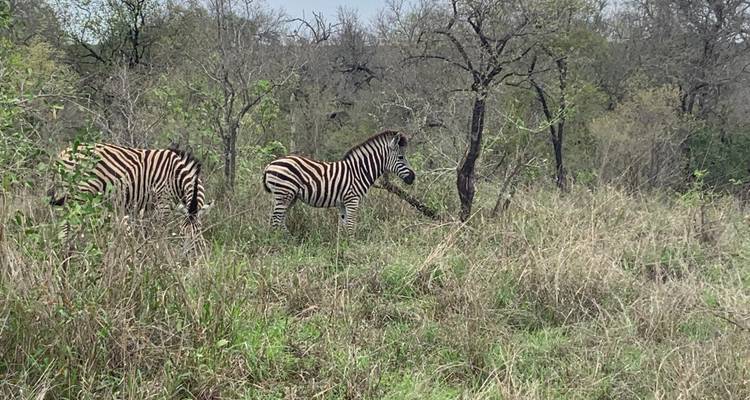 Deux zèbres broutant dans la brousse.