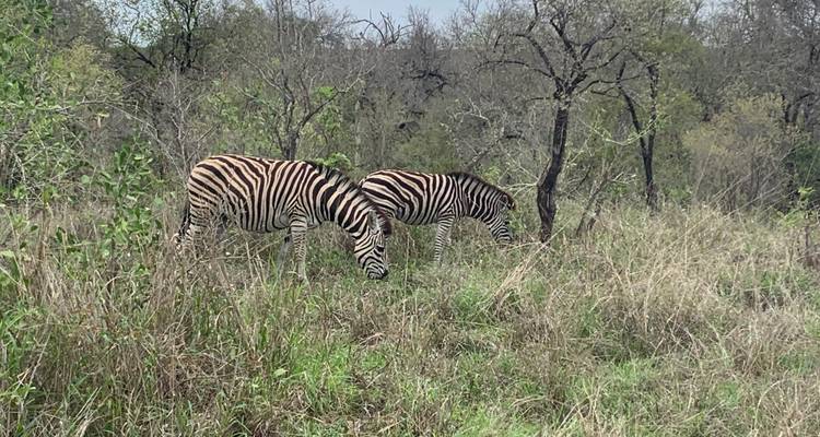 Deux zèbres broutant dans la brousse.
