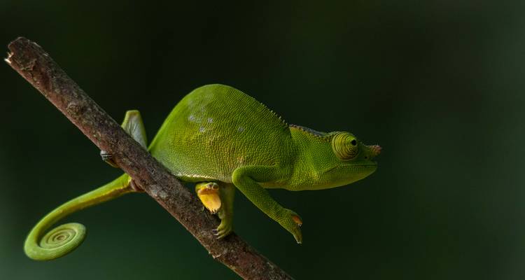 Chamäleon auf einem Ast vor dunklem Hintergrund.