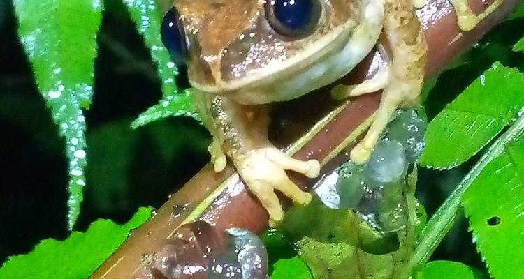 Nahaufnahme eines braunen Frosches, der einen Ast umklammert, mit einem Blatthintergrund.