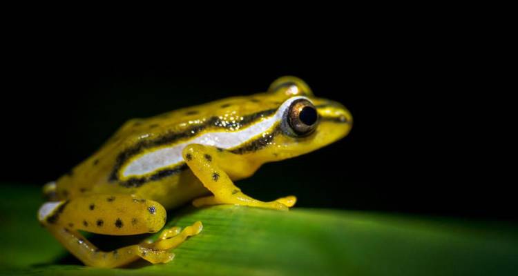 Seitenansicht eines bunt gefärbten Frosches auf einem Blatt vor dunklem Hintergrund.