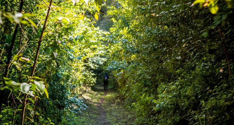 Pfad durch dichten Wald mit geflecktem Sonnenlicht.