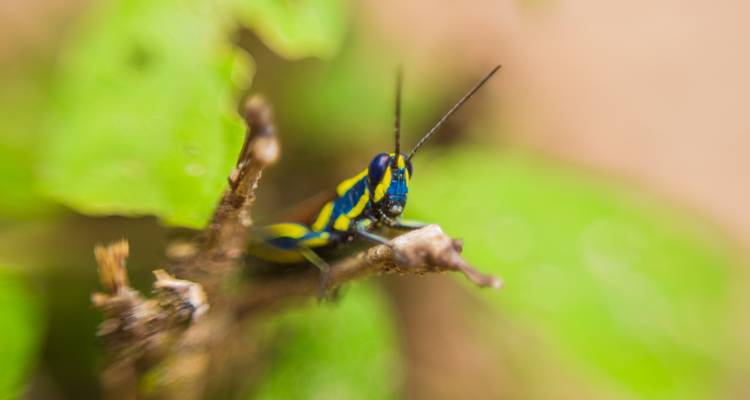Buntes Insekt auf einem Zweig sitzend mit verschwommenem grünem Hintergrund.