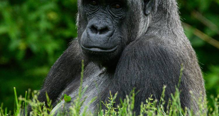 Gorille assis dans l'herbe, regardant l'appareil photo.