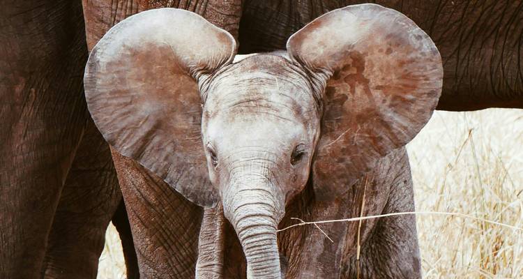 Gros plan d'un bébé éléphant entre deux pattes d'adulte.