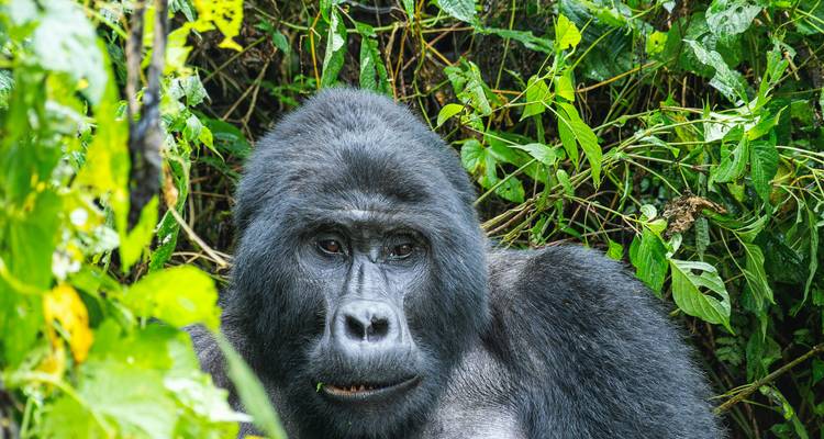 Gorille niché dans un feuillage luxuriant et humide.