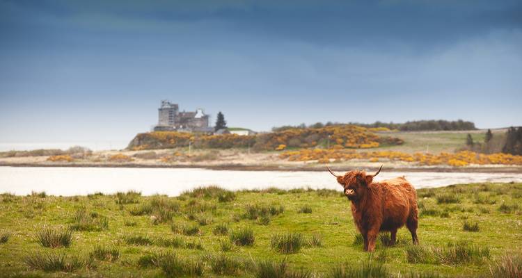 Vache Highland broutant dans un champ avec un château au loin.