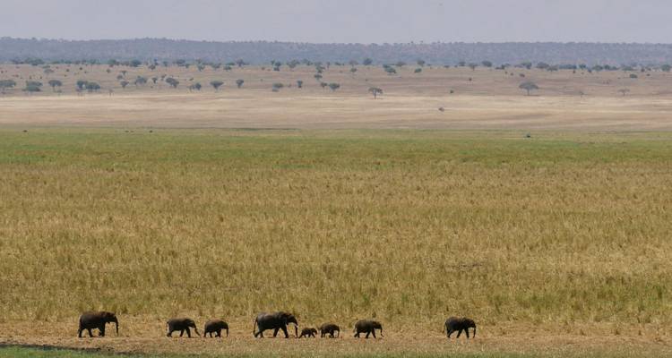 Un troupeau d'éléphants marchant à travers une vaste savane.
