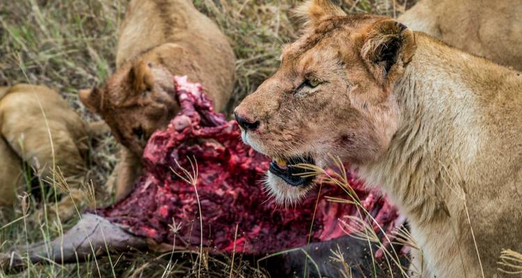 Lions se régalant de leur proie dans une savane dense.