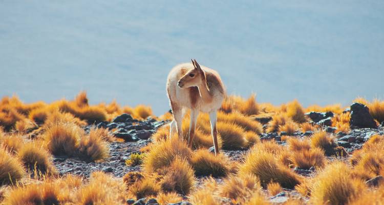 Grazing vicuña in a high-altitude landscape.