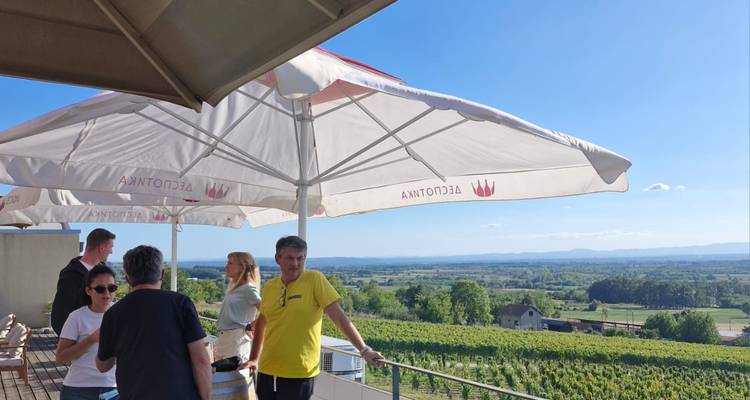 Groupe de personnes sous de grands parasols profitant d'une vue panoramique sur un vignoble.