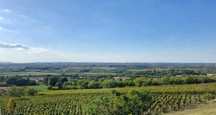 Vaste paysage de vignoble sous un ciel bleu clair.