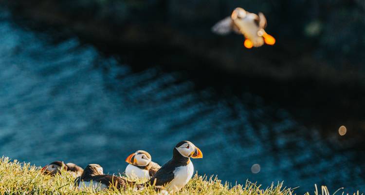 Eine Gruppe von Papageientauchern auf einem grasbewachsenen Felsvorsprung mit Wasser im Hintergrund.