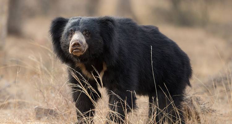 Un ours paresseux debout dans l'herbe sèche.