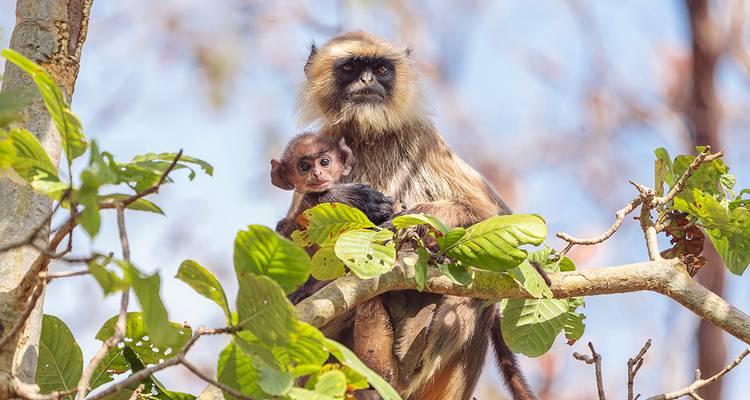 Langur mère avec son bébé assis sur une branche.