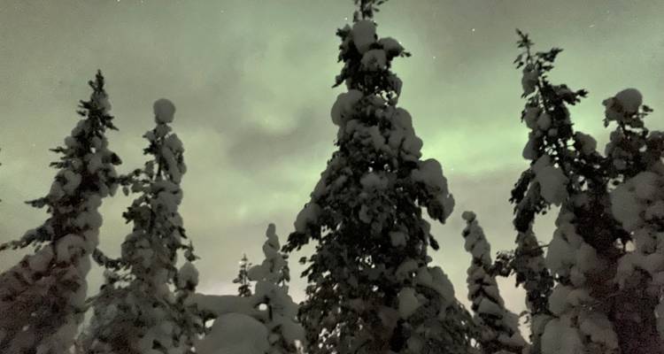 Aurores boréales au-dessus d'arbres chargés de neige la nuit.