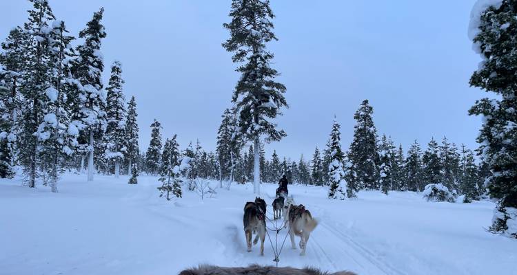 Des chiens de traîneau courant à travers une forêt enneigée.