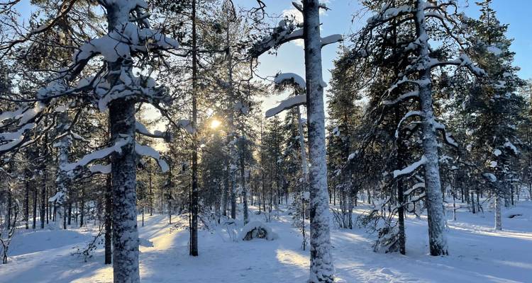 Lumière du soleil filtrant à travers les arbres couverts de neige.