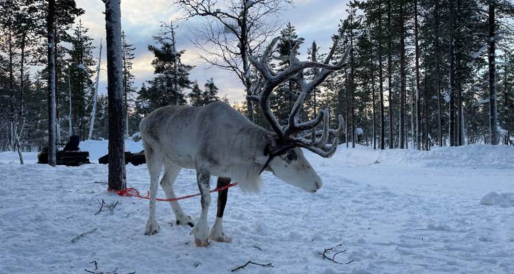 Renne avec de grandes bois dans une forêt enneigée.