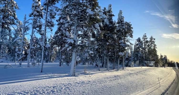 Arbres couverts de neige par temps ensoleillé.