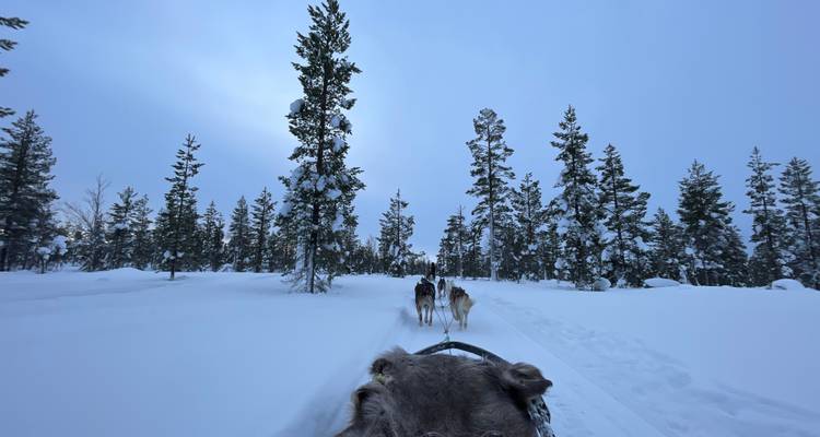Des chiens tirant un traîneau à travers un paysage forestier enneigé.