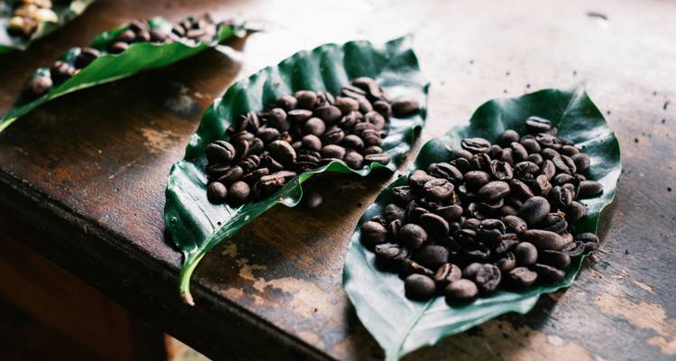 Grains de café étalés sur de grandes feuilles vertes.