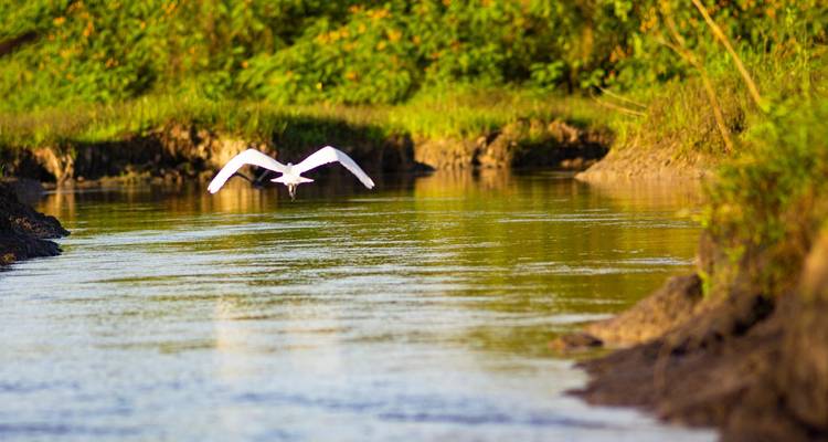 Un oiseau volant bas au-dessus d'une rivière sereine.
